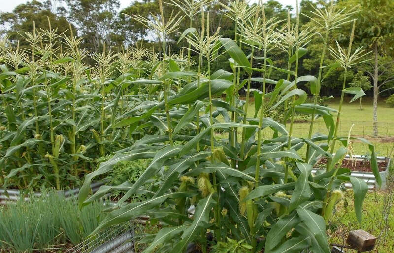 sweetcorn- growth and storage immature cobs